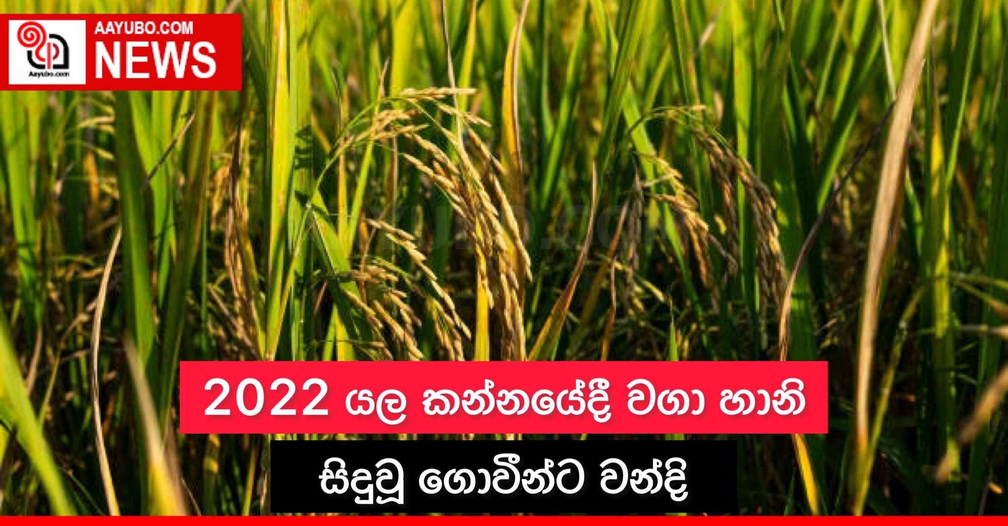2022 යල කන්නයේදී වගා හානි සිදුවූ ගොවීන්ට වන්දි