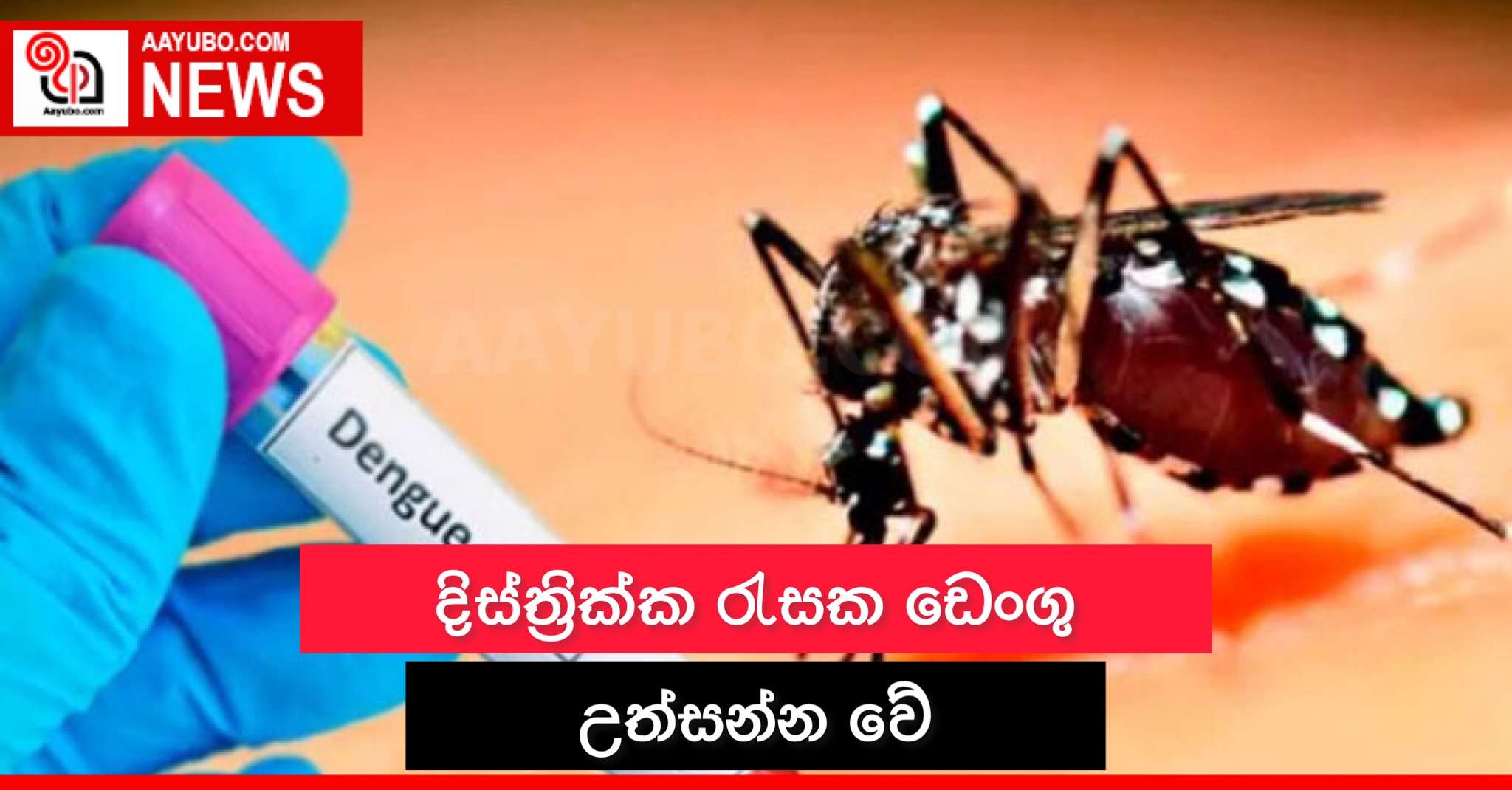 දිස්ත්රික්ක රැසක ඩෙංගු උත්සන්න වේ