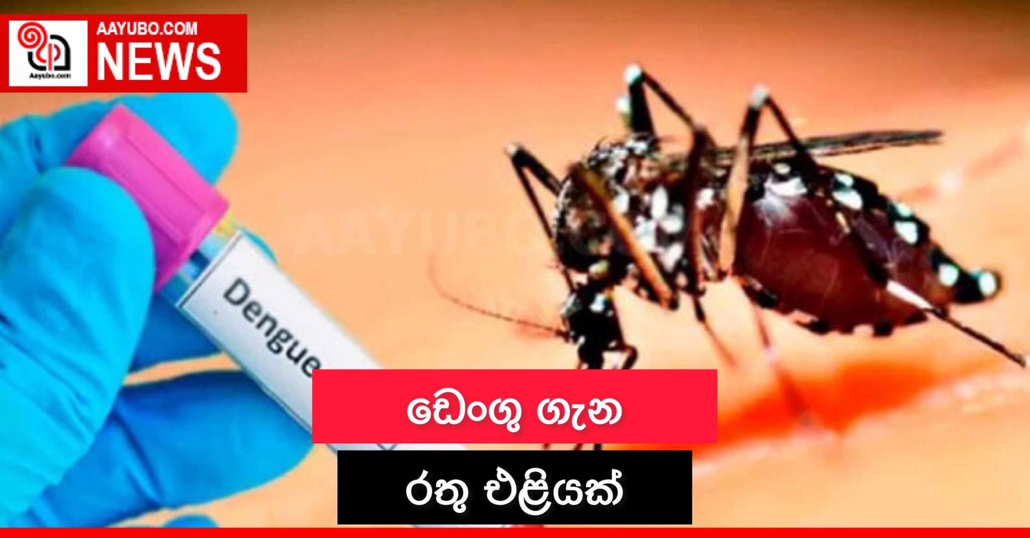 ඩෙංගු ගැන රතු එළියක්