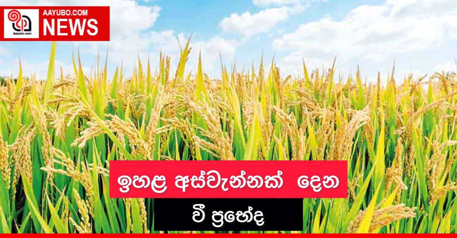 ඉහළ අස්වැන්නක් දෙන වී ප්‍රභේද
