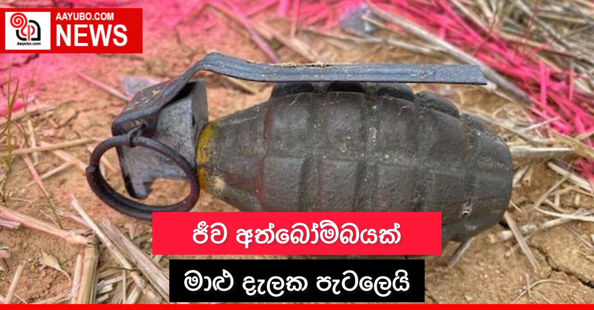 ජිව අත්බෝම්බයක් මාළු දැලක පැටලෙයි