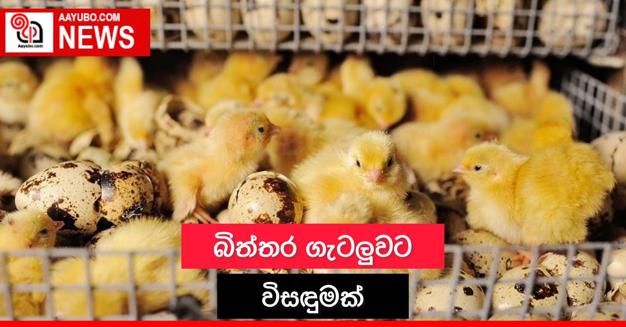 බිත්තර ගැටලුවට විසඳුමක්