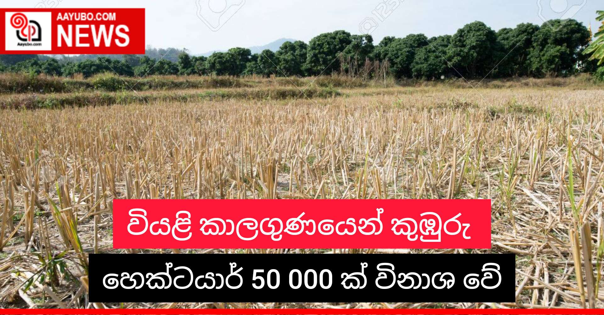 වියළි කාලගුණයෙන් කුඹුරු හෙක්ටෙයාර් 50000ක් විනාශ වේ