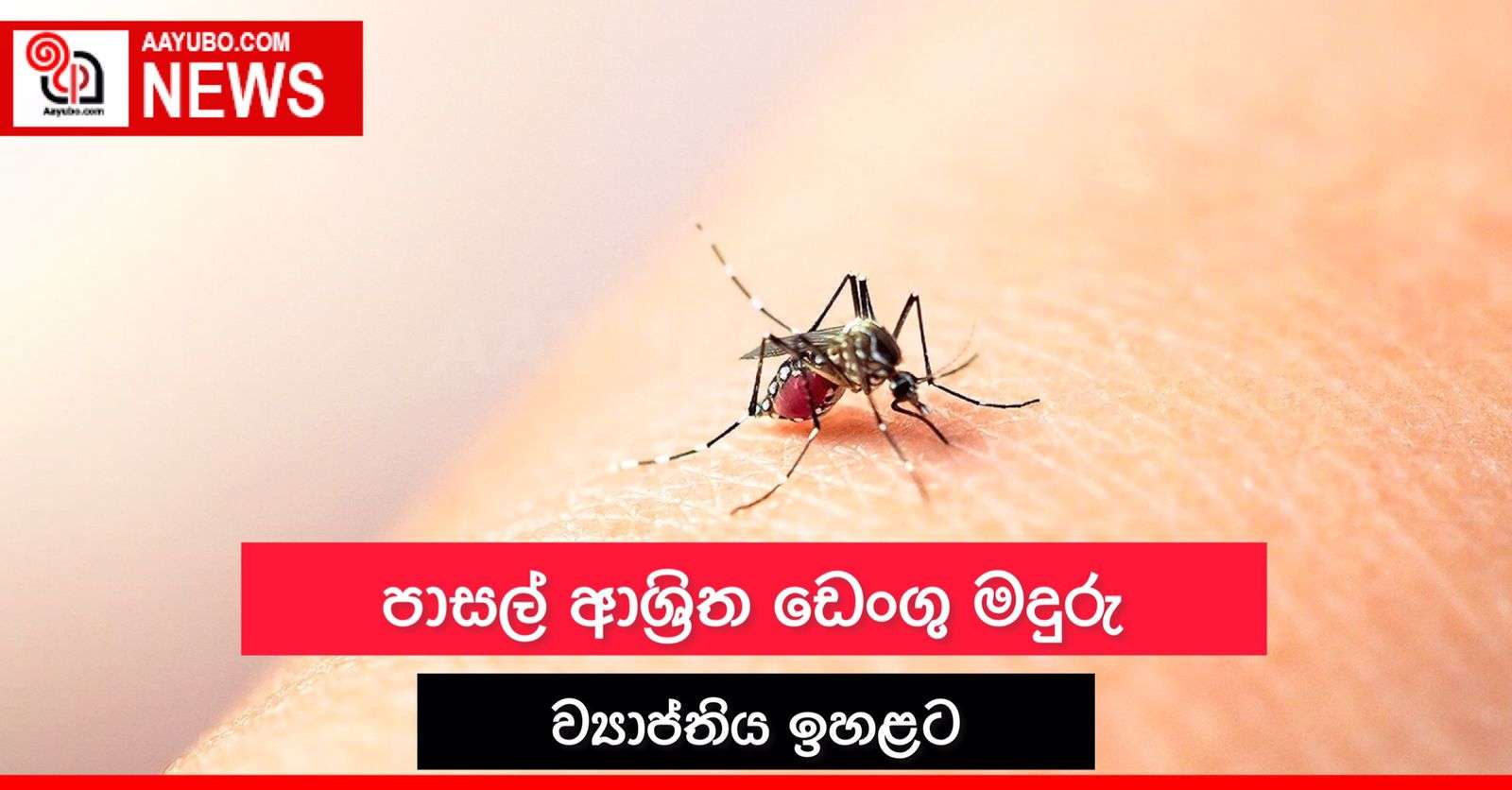 පාසල් ආශ්‍රිත ඩෙංගු මදුරු ව්‍යාප්තිය ඉහළට 