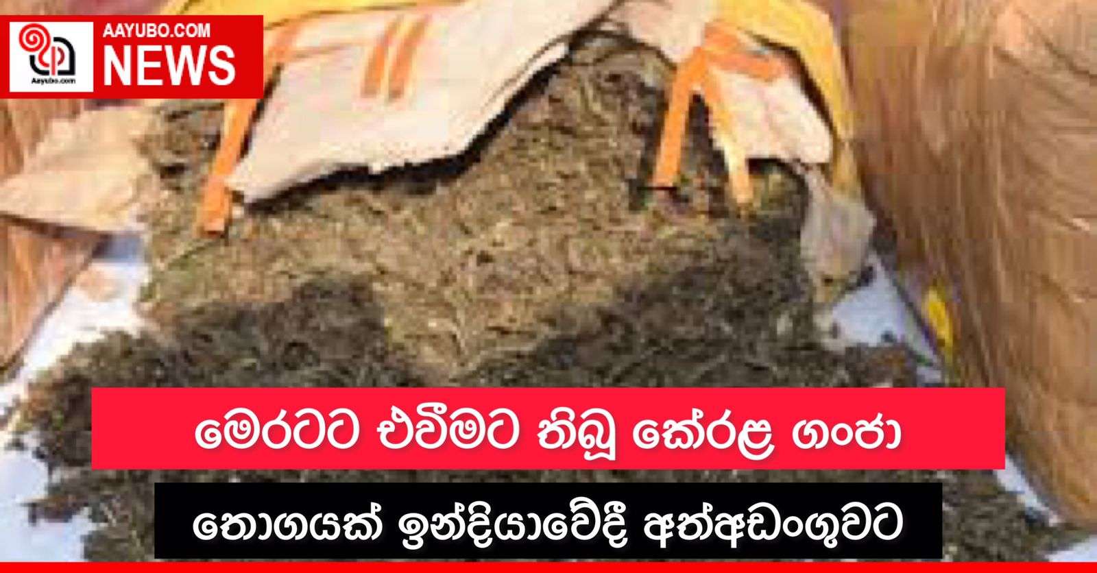 මෙරටට එවීමට සූදානම් කර තිබූ කේරළ ගංජා තොගයක් ඉන්දියාවෙදී අත්අඩංගුවට