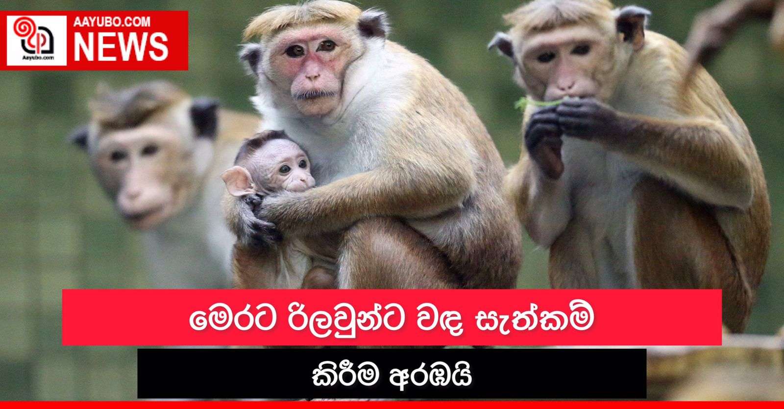රිලවුන්ට වඳ සැත්කම් කිරීම අරඹයි