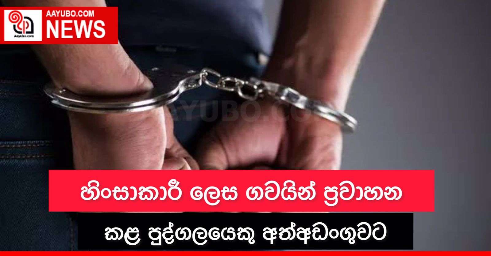 හිංසාකාරී ලෙස ගවයින් ප්‍රවාහනය කළ පුද්ගලයෙකු අත්අඩංගුවට 