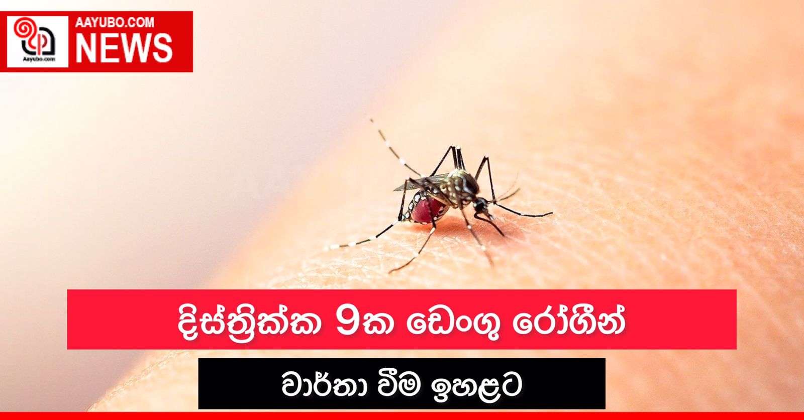 දිස්ත්‍රික්ක 9ක ඩෙංගු රෝගීන් වාර්තා වීම ඉහළට
