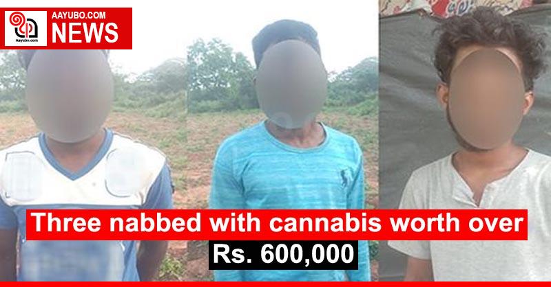 Three nabbed with cannabis worth over Rs. 600,000
