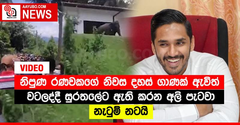 නිපුණ රණවකගේ නිවස දහස් ගාණක් ඇවිත් වටලද්දී සුරතලේට ඇති කරන අලි පැටවා නැටුම් නටයි (VIDEO)