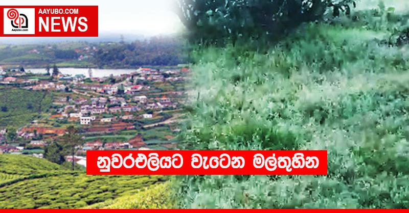 නුවරඑලියට වැටෙන මල්තුහින