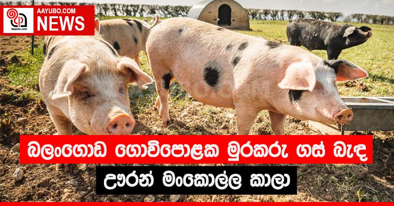 බලංගොඩ ගොවිපොළක මුරකරු ගස් බැඳ ඌරන් මංකොල්ල කාලා