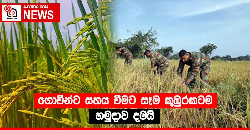 ගොවීන්ට සහය වීමට සෑම කුඹුරකටම හමුදාව දමයි