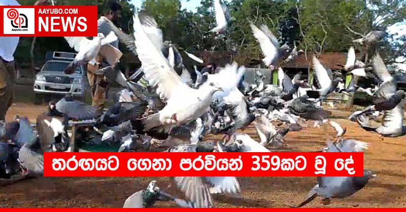 තරඟයට ගෙනා පරවියන් 359කට වූ දේ