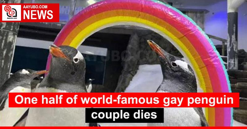 One half of world-famous gay penguin couple dies