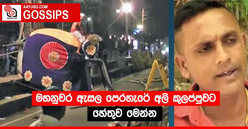 මහනුවර ඇසල පෙරහැරේ අලි කුලප්පුවට හේතුව මෙන්න