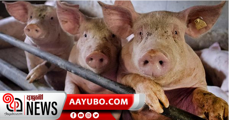චීන ඌරන්ගෙන්  නව උණ වෛරසයක්