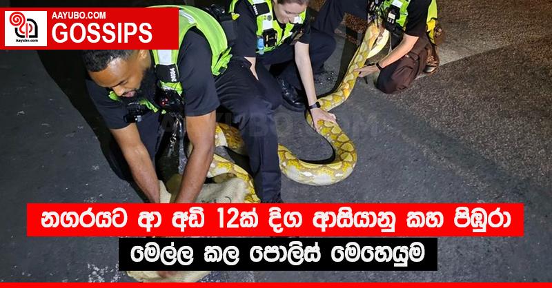 නගරයට ආ අඩි 12ක් දිග ආසියානු කහ පිඹුරා මෙල්ල කල පොලිස් මෙහෙයුම