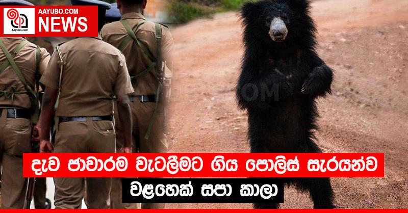 දැව ජාවාරම වැටලීමට ගිය පොලිස් සැරයන්ව වළහෙක් සපා කාලා