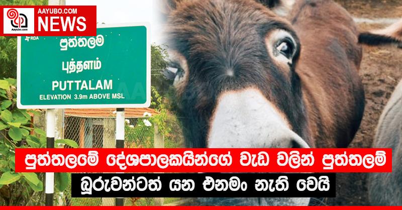 පුත්තලමේ දේශපාලකයින්ගේ වැඩ වලින් පුත්තලම් බූරුවන්ටත් යන එනමං නැති වෙයි
