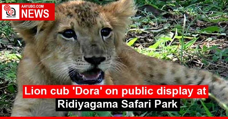 Lion cub 'Dora' on public display at Ridiyagama Safari Park