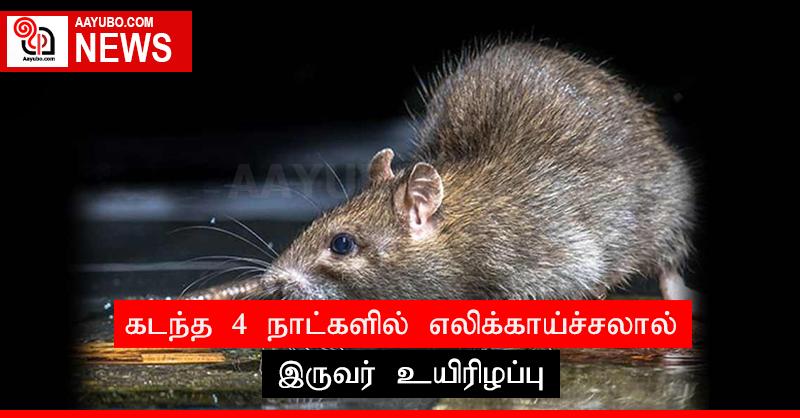 கடந்த 4 நாட்களில் எலிக்காய்ச்சலால் இருவர் உயிரிழப்பு