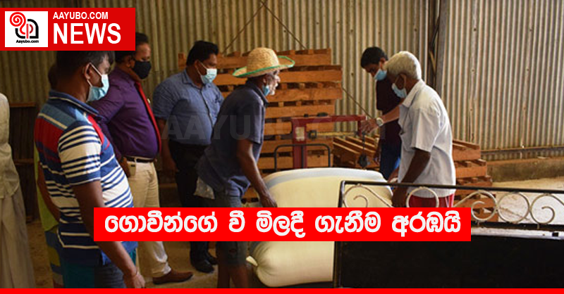 පොලොන්නරුවේ ගොවීන්ගේ වී මිලදී ගැනීම අරඹයි
