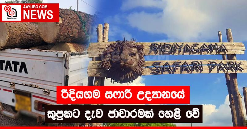 රිදියගම සෆාරි උද්‍යානයේ කුප්‍රකට  දැව ජාවාරමක් හෙළි වේ 