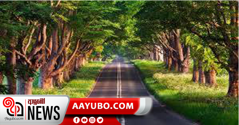 මාර්ග දෙපස පැළ දස ලක්ෂයක් සිටුවීමේ ව්‍යාපෘතියක්