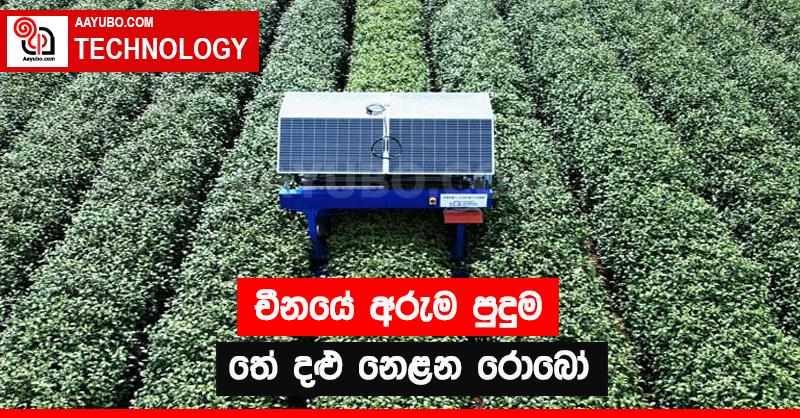 චීනයේ අරුම පුදුම තේ දළු නෙළන රොබෝ 