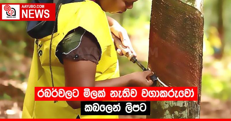 රබර්වලට මිලක් නැතිව වගාකරුවෝ කබලෙන් ලිපට