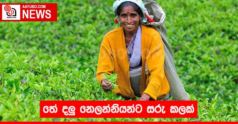 තේ දලු නෙලන්නියන්ට සරු කලක්
