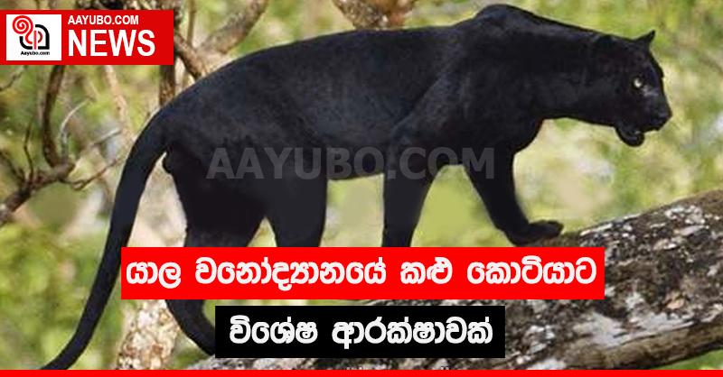 යාල වනෝද්‍යානයේ කළු කොටියාට විශේෂ ආරක්ෂාවක්