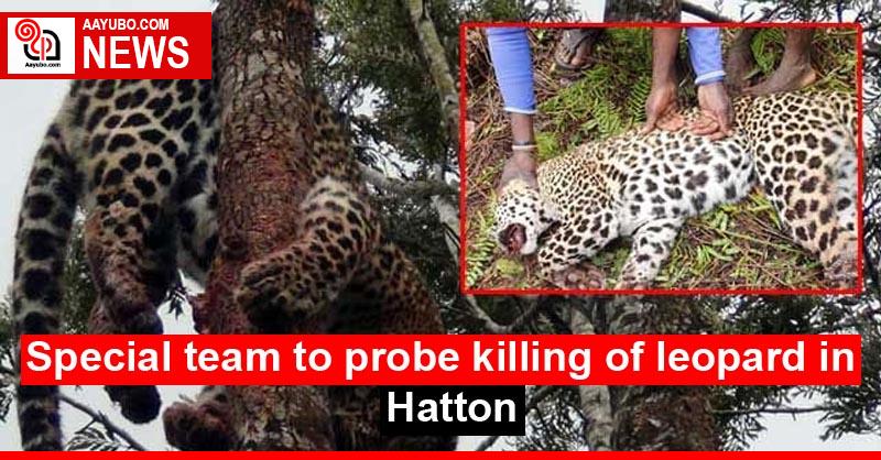 Special team to probe killing of leopard in Hatton