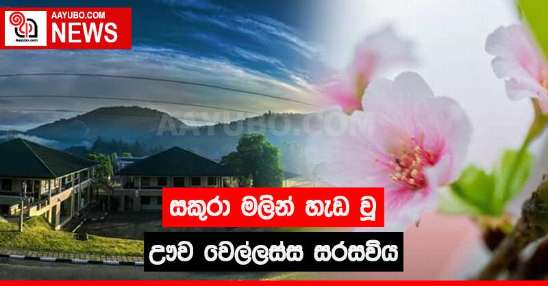 සකුරා මලින් හැඩ වූ ඌව වෙල්ලස්ස සරසවිය