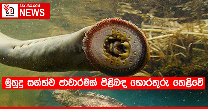 මුහුදු සත්ත්ව ජාවාරමක් පිළිබඳ තොරතුරු හෙළිවේ