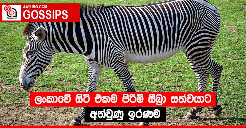 ලංකාවේ සිටි එකම පිරිමි සීබ්‍රා සත්වයාට අත්වුණු ඉරණම