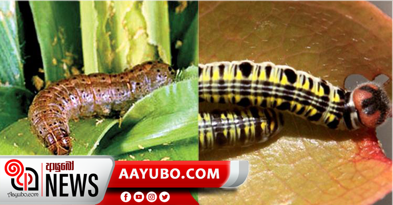සේනා දළඹුවන් කුරක්කන් වගාවත් ආක්‍රමණය කිරයි