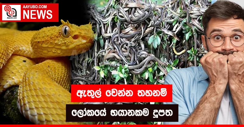 අතුල් වෙන්න තහනම් ලෝකයේ භයානකම දූපත 