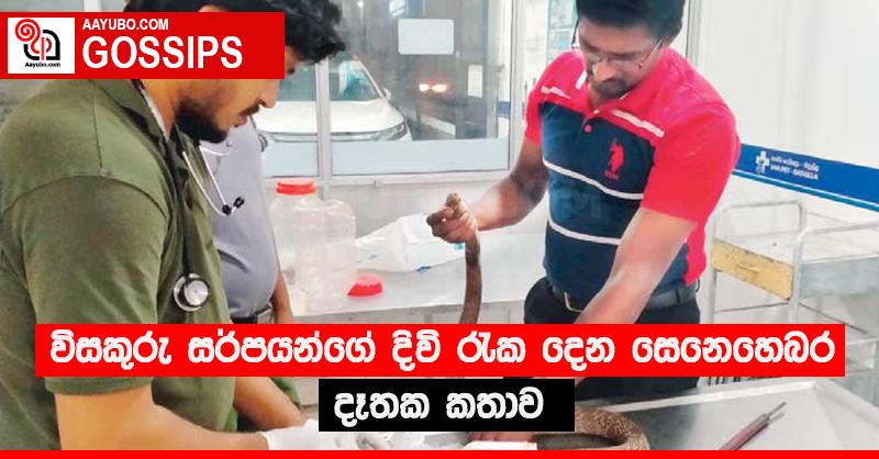 විසකුරු සර්පයන්ගේ දිවි රැක දෙන සෙනෙහෙබර දෑතක කතාව