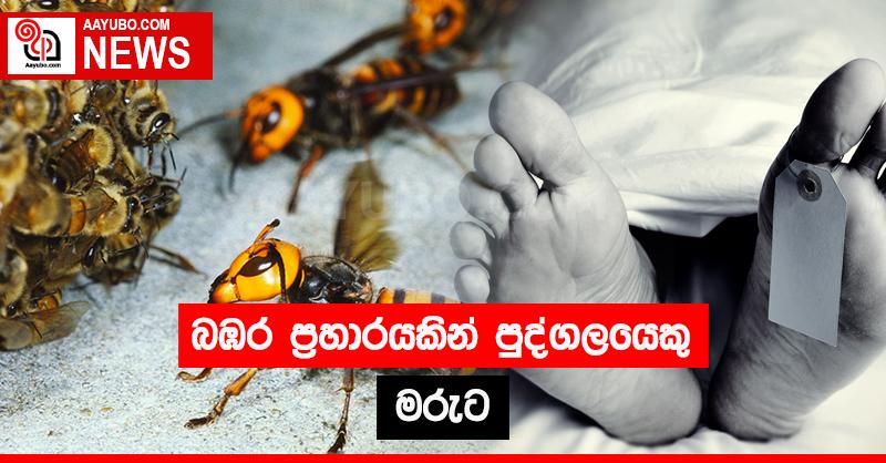 බඹර ප්‍රහාරයකින් පුද්ගලයෙකු මරුට