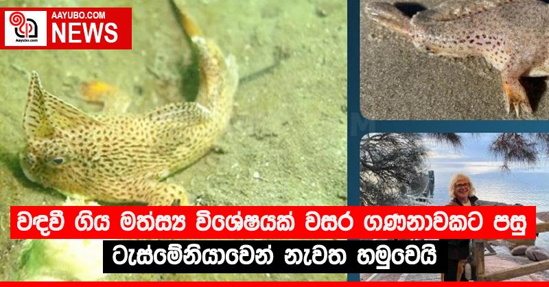 වඳවී ගිය මත්ස්‍ය විශේෂයක් වසර ගණනාවකට පසු ටැස්මේනියාවෙන් නැවත හමුවෙයි
