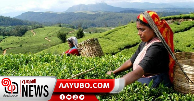 වතු කම්කරුවන්ගේ දාහේ සිහිනය මෙවරත් බොඳ වෙයි