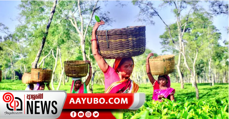 අද සිට වතු කම්කරුවන්ගේ දෛනික වැටුප රුපියල් 1000