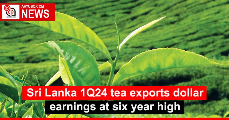 Sri Lanka 1Q24 tea exports dollar earnings at six year high