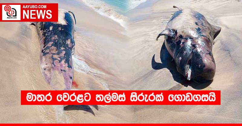 මාතර වෙරළට තල්මස් සිරුරක් ගොඩගසයි
