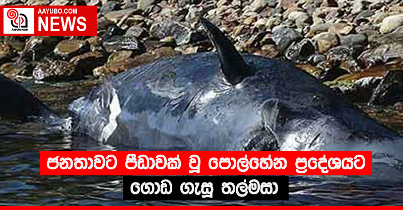 ජනතාවට පීඩාවක් වූ පොල්හේන ප්‍රදේශයට ගොඩ ගැසූ තල්මසා