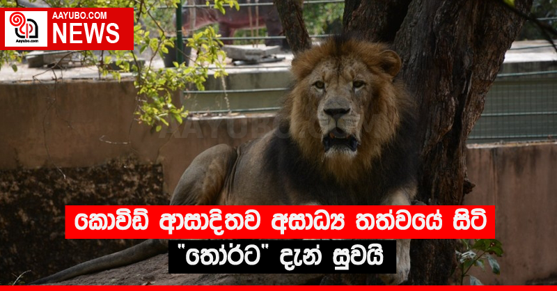 කොවිඩ් ආසාදිතව අසාධ්‍ය තත්වයේ සිටි “තෝර්ට” දැන් සුවයි
