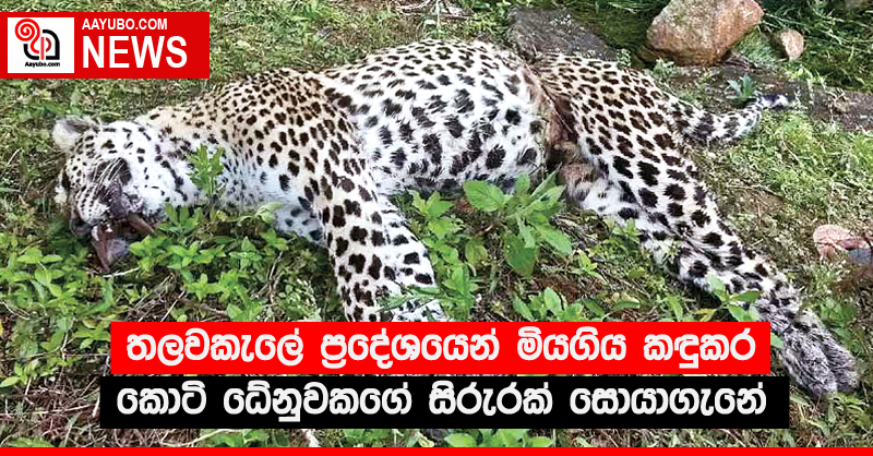 තලවකැලේ ප්‍රදේශයෙන් මියගිය කඳුකර කොටි ධේනුවකගේ සිරුරක් සොයාගැනේ