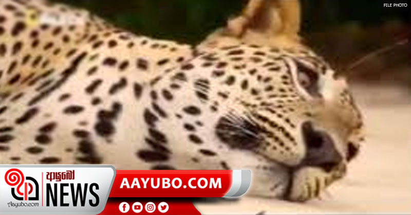 කොටියෙකුගේ පාද දෙකක් කපා නිය පොතුත් ගලවලා !